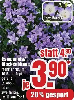 B1 Discount Baumarkt Campanula/ Glockenblume Angebot