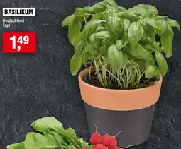 Handelshof Basilikum Angebot