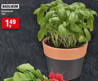 Handelshof Basilikum Angebot