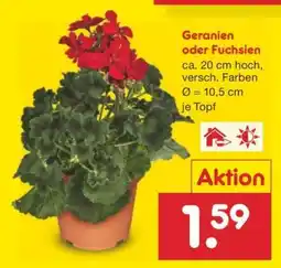 Netto Marken-Discount Geranien oder Fuchsien Angebot