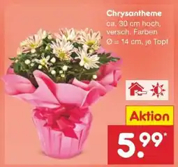 Netto Marken-Discount Chrysantheme Angebot