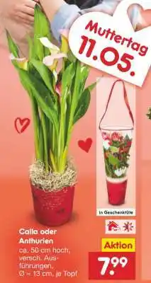 Netto Marken-Discount Calla oder Anthurien Angebot