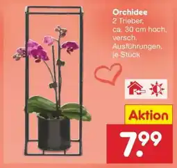 Netto Marken-Discount Orchidee Angebot
