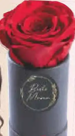 Netto Marken-Discount My Flowers Deko Rose Angebot