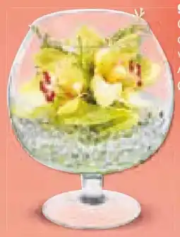 Netto Marken-Discount Orchideengestecke Cymbidien Angebot