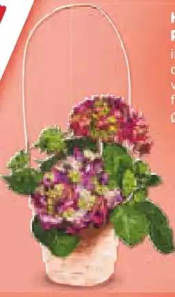 Netto Marken-Discount Hortensien Angebot