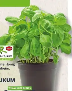 REWE Rewe Richrath Bio Basilikum XXL Angebot