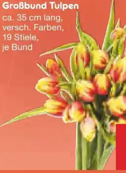 Netto Marken-Discount Tulpen-Großbund Angebot