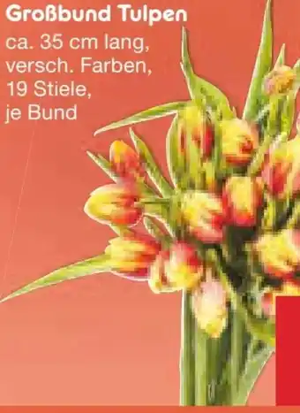 Netto Marken-Discount Tulpen-Großbund Angebot