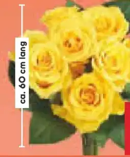 Netto Marken-Discount Premium Rosen Angebot