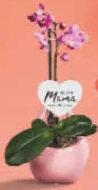 Netto Marken-Discount Orchidee Angebot