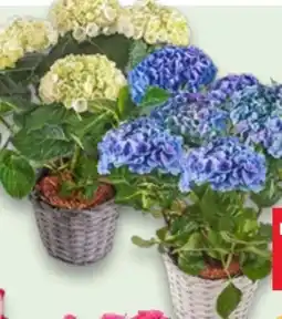 Kaufland Hortensie im Henkelkorb Angebot