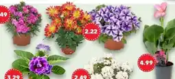 Kaufland Blühende Beetpflanzen Angebot
