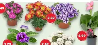 Kaufland Blühende Beetpflanzen Angebot
