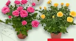 Kaufland Rosen im Topf Angebot