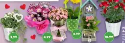 Kaufland Muttertags-Arrangements Angebot