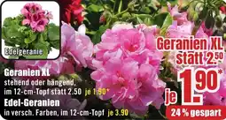 B1 Discount Baumarkt Geranien XL Angebot