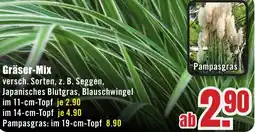 B1 Discount Baumarkt Gräser-Mix Angebot