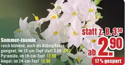 B1 Discount Baumarkt Sommer-Jasmin Angebot