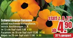 B1 Discount Baumarkt Schwarzäugige Susanne Angebot
