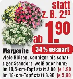 B1 Discount Baumarkt Margerite Angebot