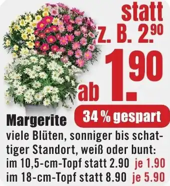 B1 Discount Baumarkt Margerite Angebot