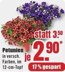 B1 Discount Baumarkt Petunien Angebot