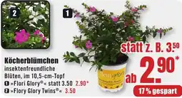 B1 Discount Baumarkt Köcherblümchen Angebot