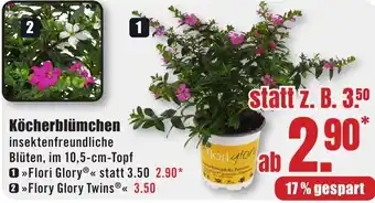 B1 Discount Baumarkt Köcherblümchen Angebot