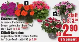 B1 Discount Baumarkt Geranien Angebot