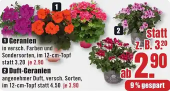 B1 Discount Baumarkt Geranien Angebot