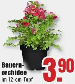 B1 Discount Baumarkt Bauernorchidee Angebot