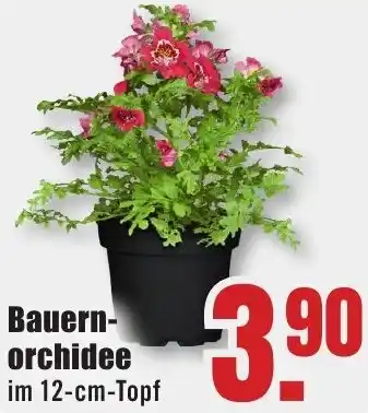 B1 Discount Baumarkt Bauernorchidee Angebot