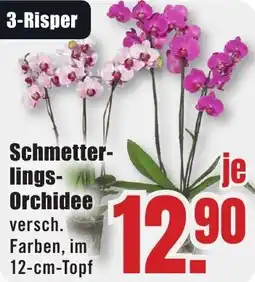 B1 Discount Baumarkt Schmetterlings Orchidee Angebot