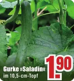 B1 Discount Baumarkt Gurke Saladin Angebot