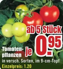 B1 Discount Baumarkt Tomatenpflanzen Angebot