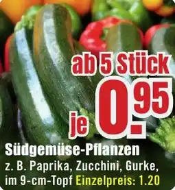 B1 Discount Baumarkt Südgemüse-Pflanzen Angebot