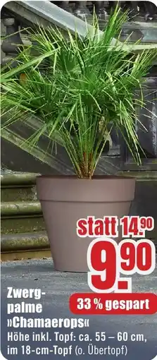 B1 Discount Baumarkt Zwergpalme Chamaerops Angebot