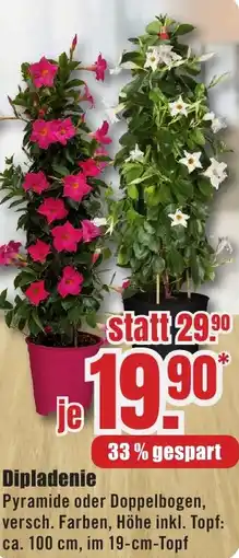 B1 Discount Baumarkt Dipladenie Angebot