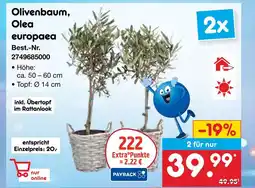 Netto Marken-Discount Olivenbaum, olea europaea Angebot