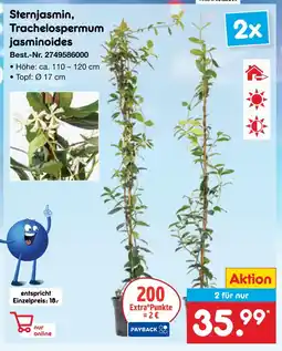 Netto Marken-Discount Sternjasmin, trachelospermum jasminoides Angebot