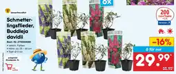 Netto Marken-Discount Bienenfreundlich schmetterlingsflieder, buddleja davidii Angebot