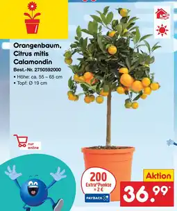 Netto Marken-Discount Orangenbaum, citrus mitis calamondin Angebot