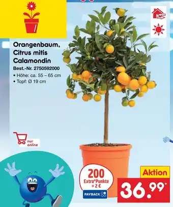 Netto Marken-Discount Orangenbaum, citrus mitis calamondin Angebot