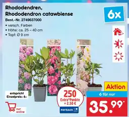 Netto Marken-Discount Rhododendren, rhododendron catawbiense Angebot
