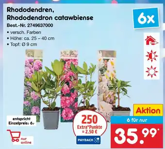 Netto Marken-Discount Rhododendren, rhododendron catawbiense Angebot