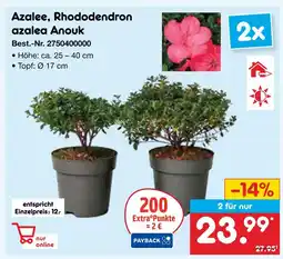Netto Marken-Discount Azalee, rhododendron azalea anouk Angebot