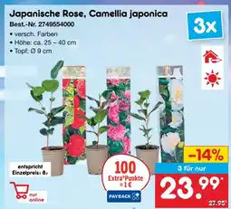 Netto Marken-Discount Japanische rose, camellia japonica Angebot
