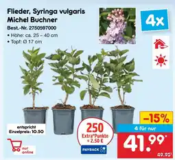 Netto Marken-Discount Flieder, syringa vulgaris michel buchner Angebot