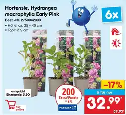 Netto Marken-Discount Hortensie, hydrangea macrophylla early pink Angebot
